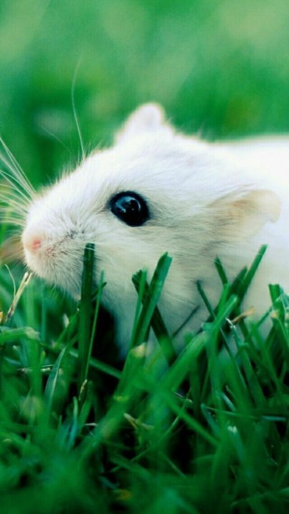 Милый хомячок