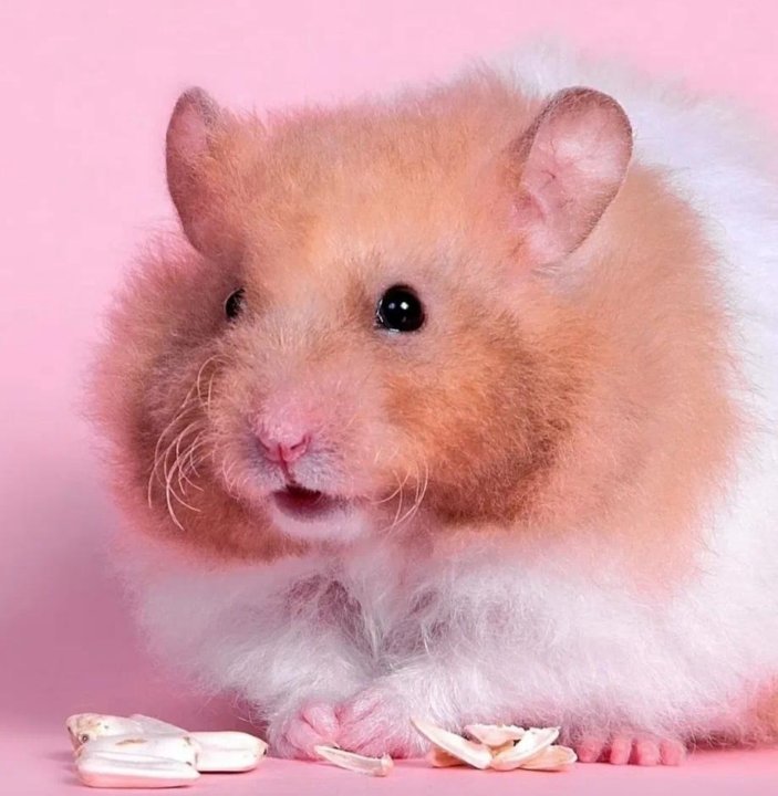 Сирийский ангорский хомяк