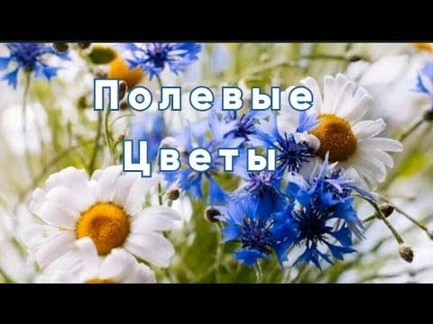 Букет полевых Васильков