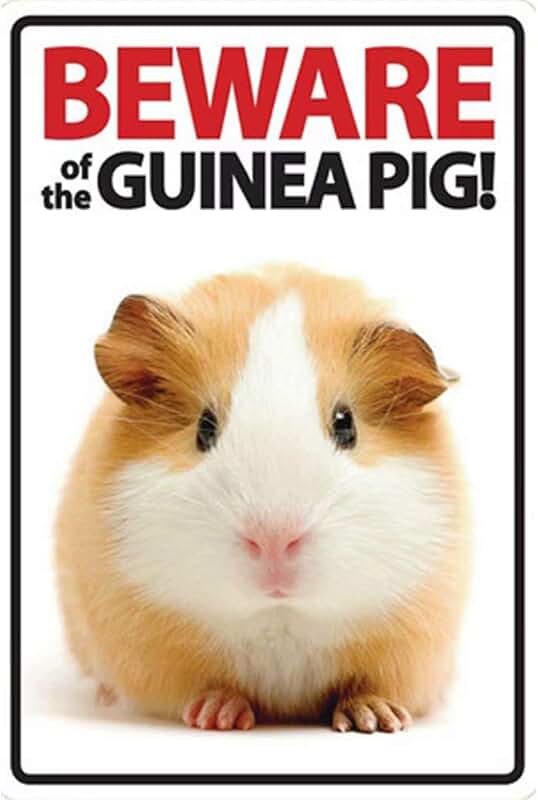 Фон с хомяками