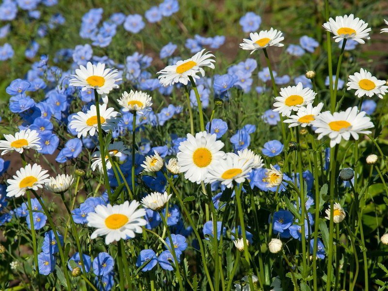 Летние полевые цветы