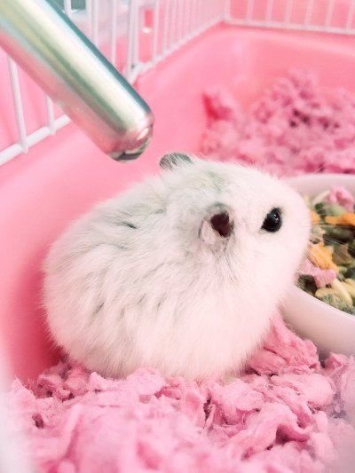 Эстетика хомяков джунгариков