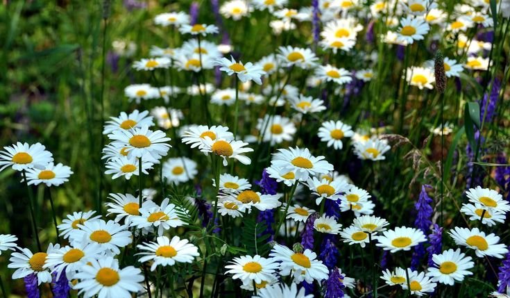 Ромашка однолетняя Луговая