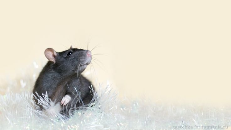 Красивые крысы