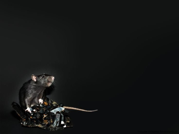 Обои с крысами