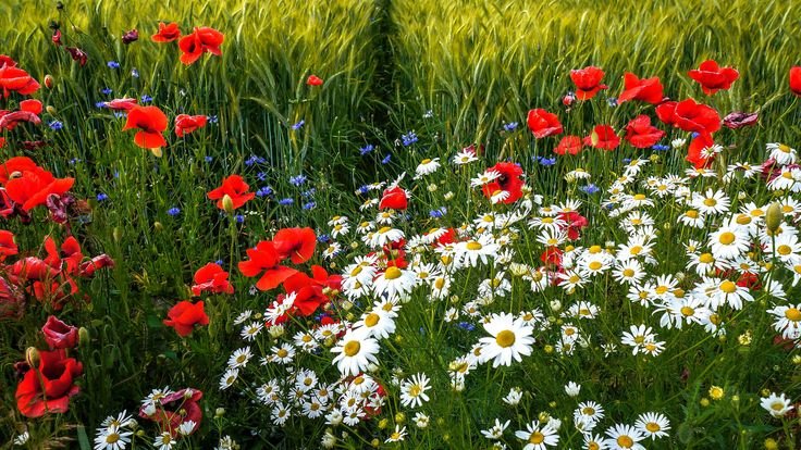 Летние цветы