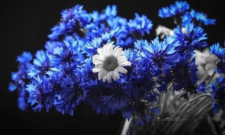 Васильки полевой букет