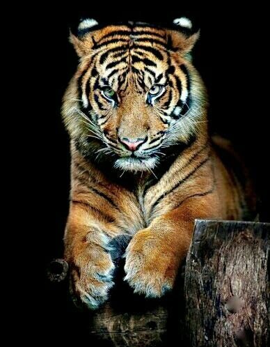 Грозный тигр