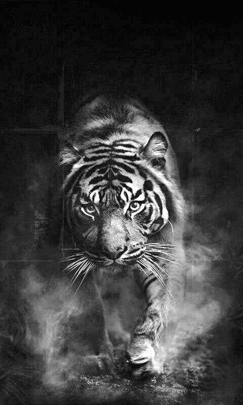 Черный тигр