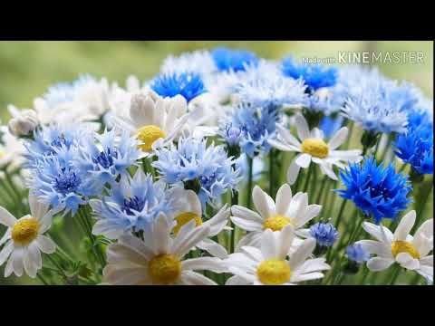 Ромашка Лютик Василек