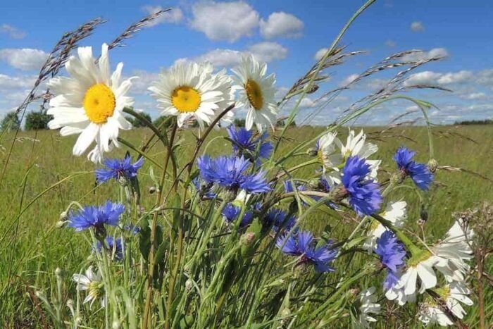 «Поле Васильков»