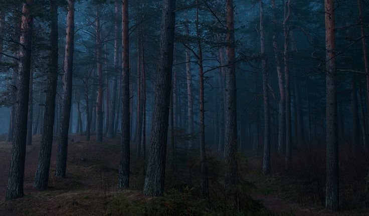 Дарк Форест густой лес