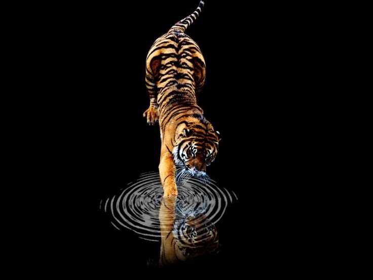 Тигр на золотом фоне