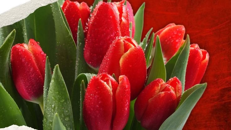 Весенние цветы тюльпаны