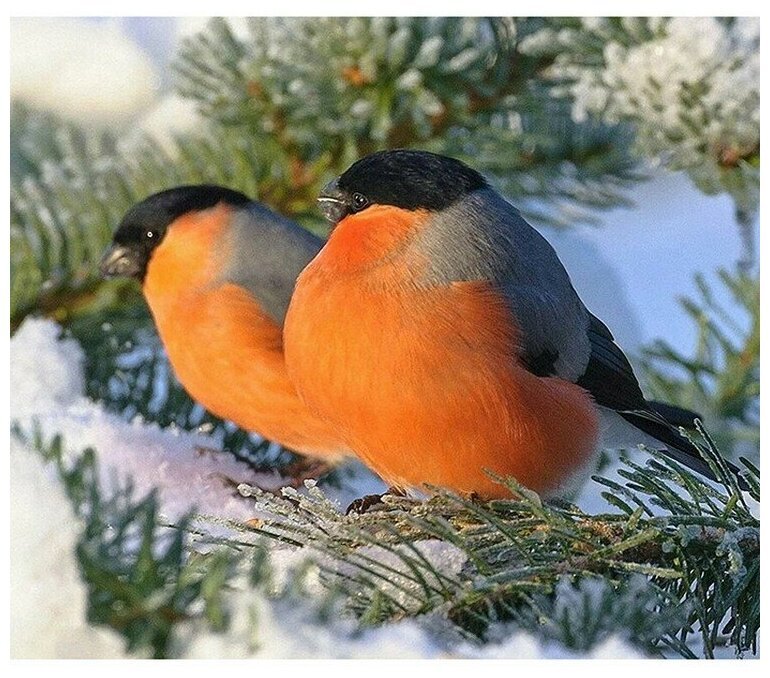 Снегири зимой