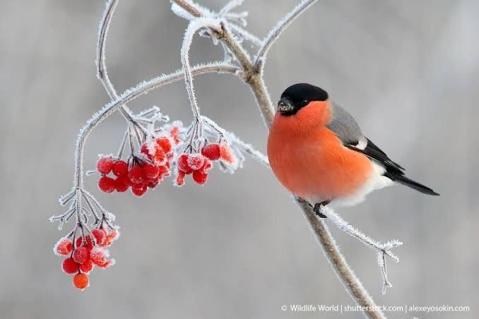 Птицы ХМАО Снегирь