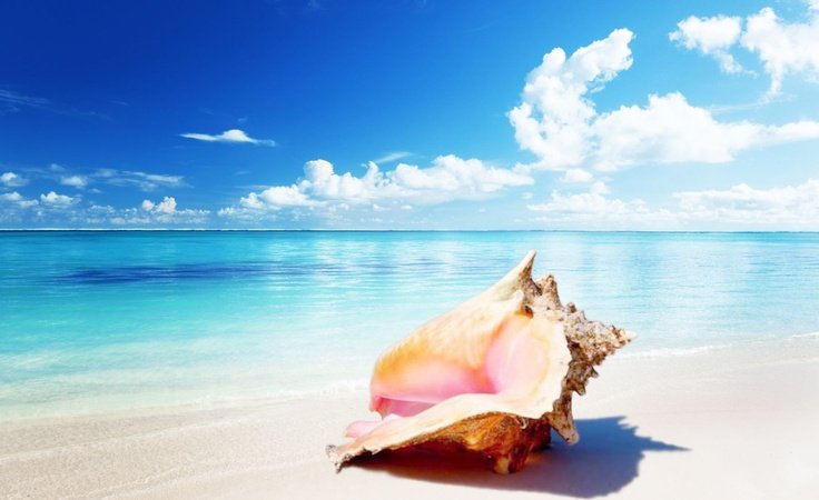 Море ракушки