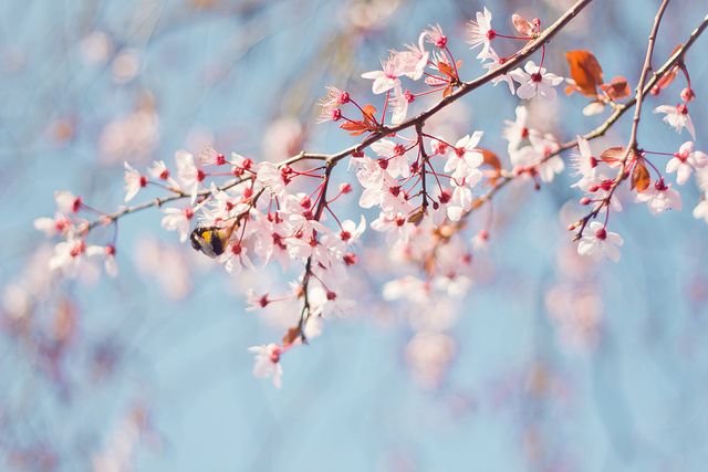 Весна ветки