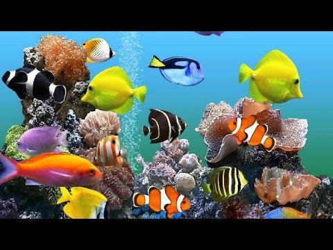 Рыбки для аквариума