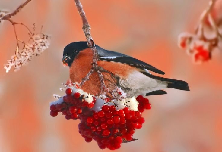 Птичка Снегирек