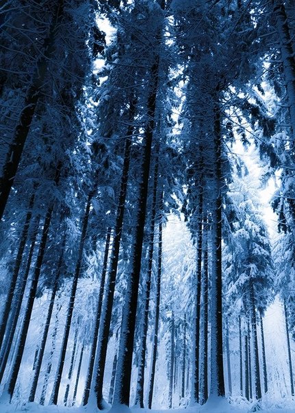 Заснеженный лес