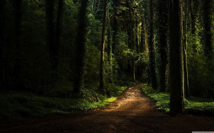 Лесная дорога