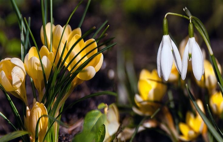Первоцветы (подснежники, крокусы, гиацинты).