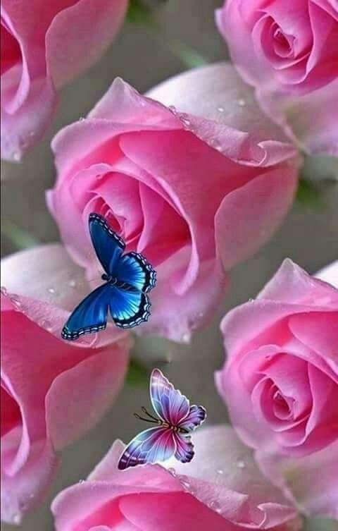 Очень красивые цветы