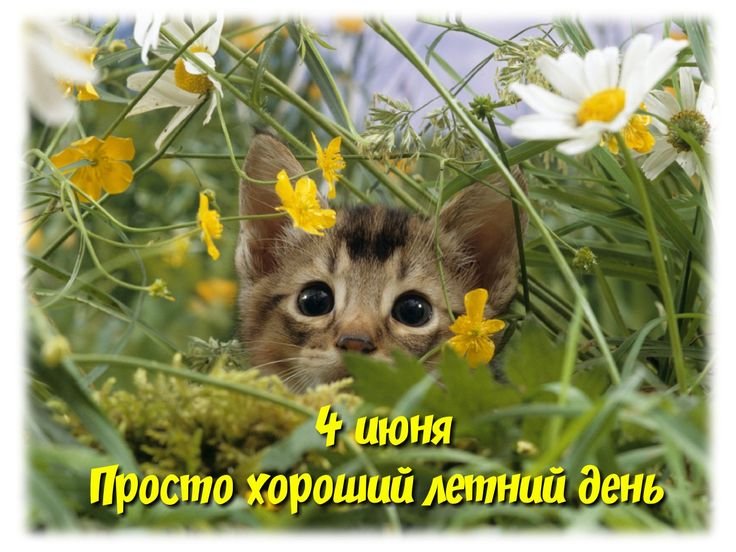 Милые животные в природе