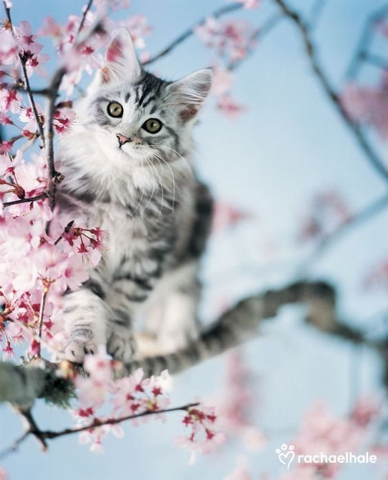 Котики Весна