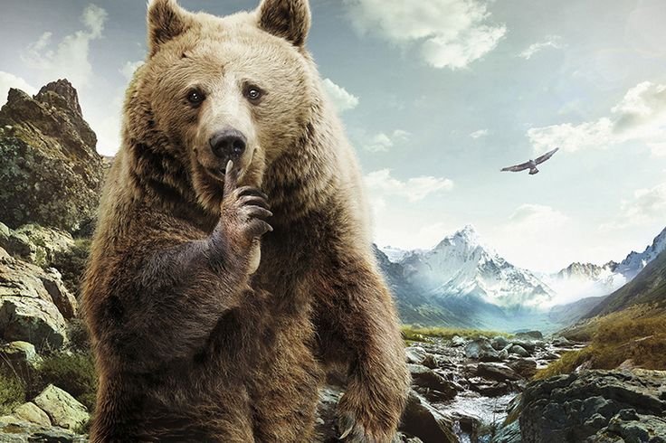 Медведь на заставку