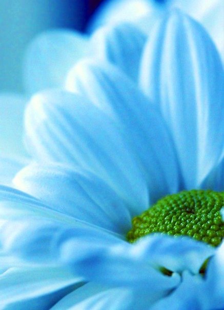 Нежно зеленые цветы