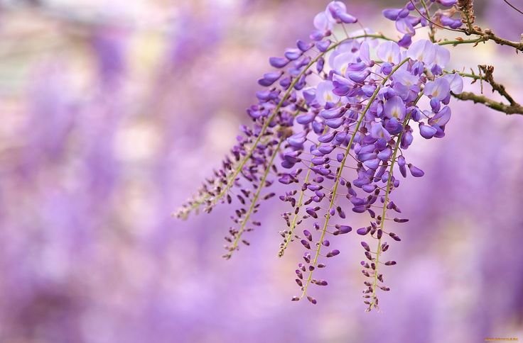 Глициния сиреневая