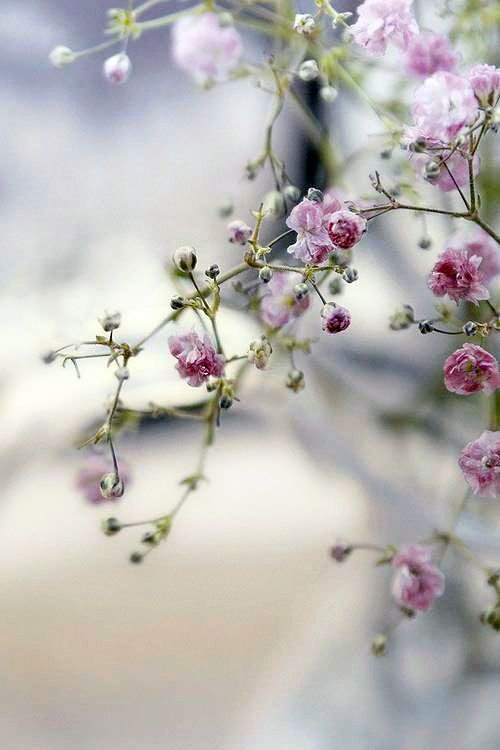 Нежные цветочки