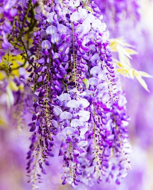 Лиана сиреневая Глициния