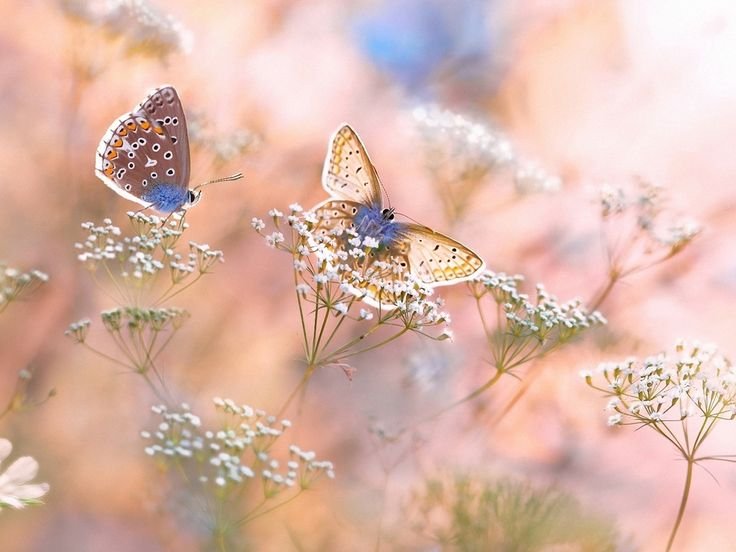 Пейзаж с бабочками