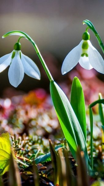 Весна подснежники
