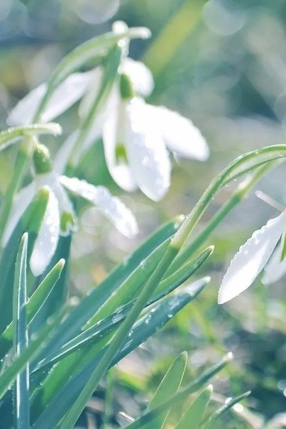 Цветы подснежники