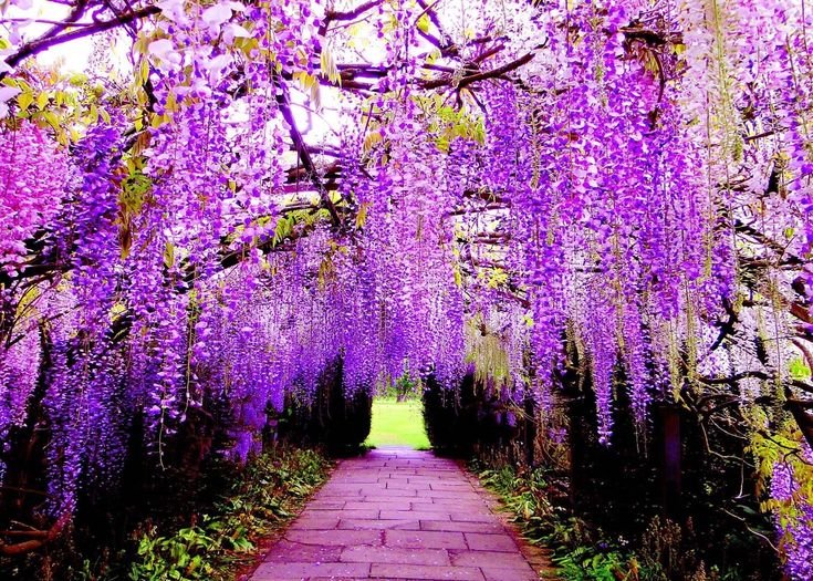 Глициния Кавати Фудзи