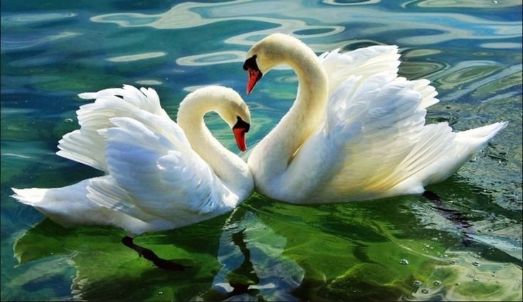 Два лебедя