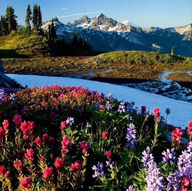 Рододендрон в горах Монти-Сибиллини