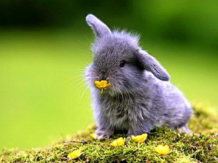 Заяц с цветами