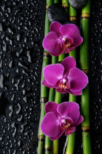 Цветок орхидеи