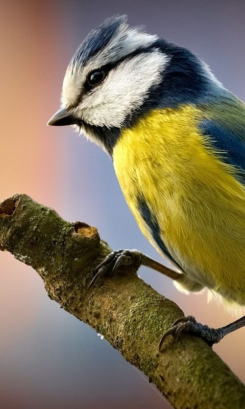 Птица синичка лазареакк