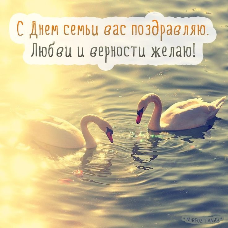 Лебеди в солнечных лучах