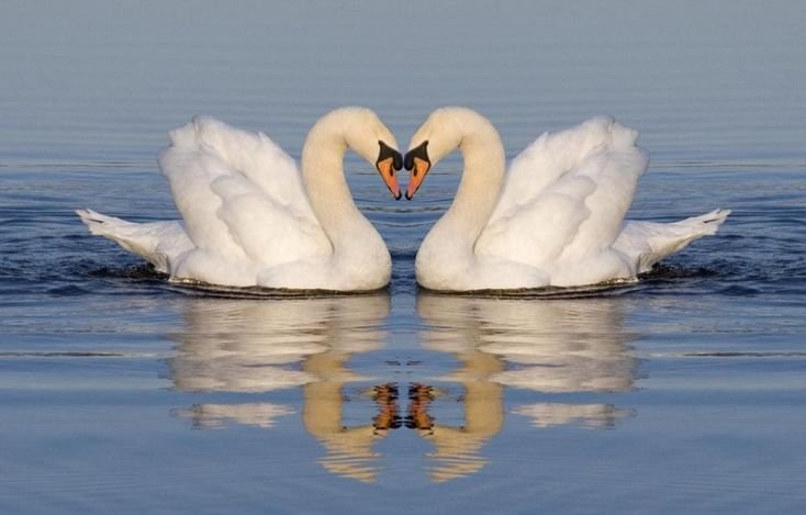 Пара лебедей