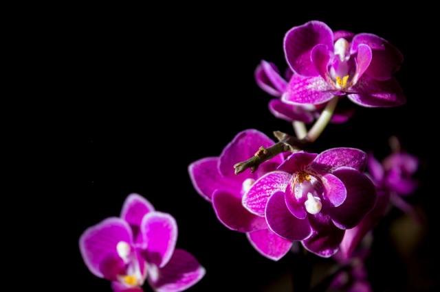 Орхидея фаленопсис черная