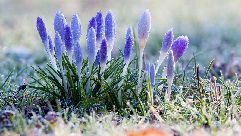 Голубые первоцветы пролески
