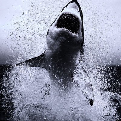 Акула на черном фоне