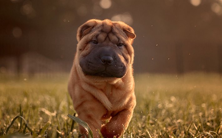 Порода собак шарпей